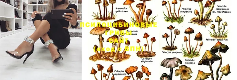 Галлюциногенные грибы Psilocybine cubensis  Нахабино 